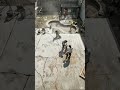 Luxury Dog Cage + Epoxy Pond Backyard Transformation 🐶💎🌊