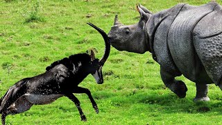 Эти Животные Не Оставляют Шансов. Антилопа Напала На Носорога.