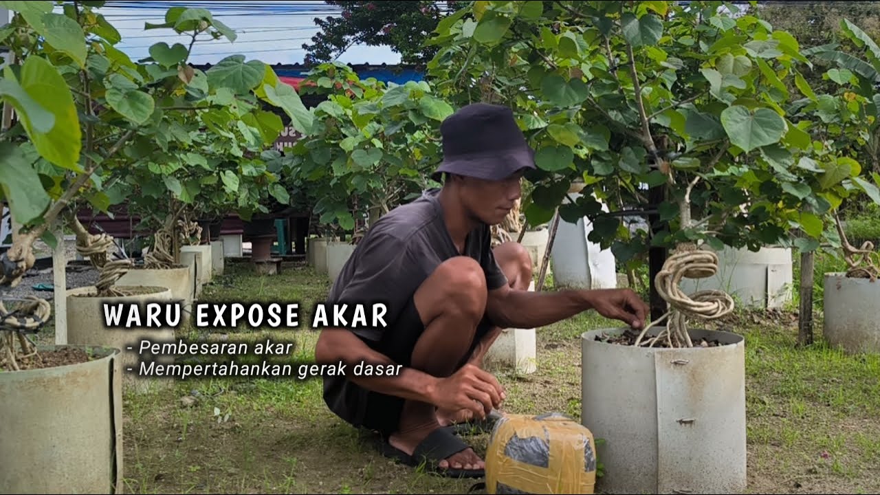 Советы по увеличению корней бонсай в стиле Неагари Вару