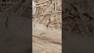 Samsung Galaxy S22 Ultra 8K Video Test!#lizzard #s22#test #samsungleak #samsung