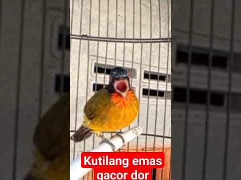 JANJI DI BANGKU BULU KARAOKE TAPSEL TETTY MALINDA