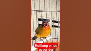 kutilang emas gacor dor