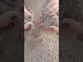 crunchy stones #crunchycrumbles