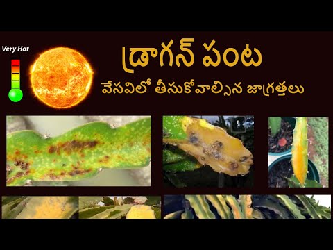 వేసవిలో డ్రాగన్ పంటలో తీసుకోవాల్సిన జాగ్రత్తలు ||  #bestdragonfarming #Dragonfruitfarminginindia