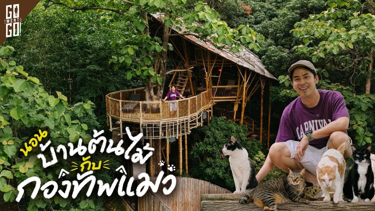 2 วัน 1 คืน ที่อ.แม่วาง จ.เชียงใหม่ พักในอยู่ป่าใหญ่ กับพนักงานแมวกว่า 50 ตัว