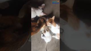😺Cat eating homemade food 😊 | stray cat | cat shorts #cat #kitten #kittenfood #catblogger #catworld