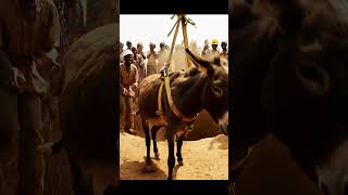 Donkey Rescued From a Deep Well