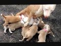 BEAUTIFUL / SEXXY CHAMPAGNE & WHITE WITH "ICE BLUE EYES" BLUE NOSE PIT BULL PUPPIES FOR SALE