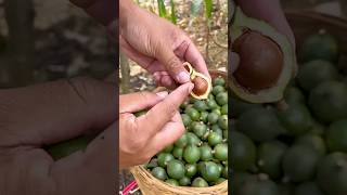 Pick The Most Expensive Nuts In The World macadamianuts macadamia