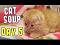 Cat Soup - Japan Day 5