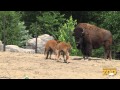 Bison Calves Born at Brookfield Zoo