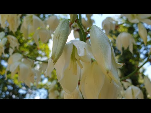 Video: Çfarë është gjilpëra e Adamit Yucca: Këshilla për rritjen e gjilpërës së Adamit në kopsht