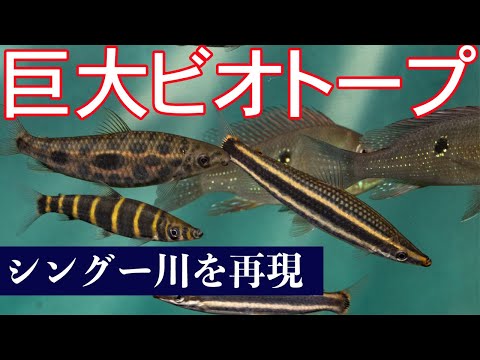 水の生き物 Huge Xingu River Biotope Aquarium - Over 30 Species of