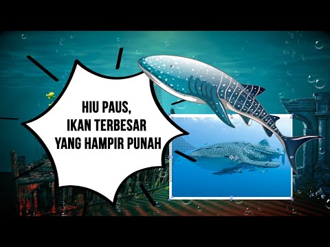 Video: Apakah hiu termasuk jenis ikan?