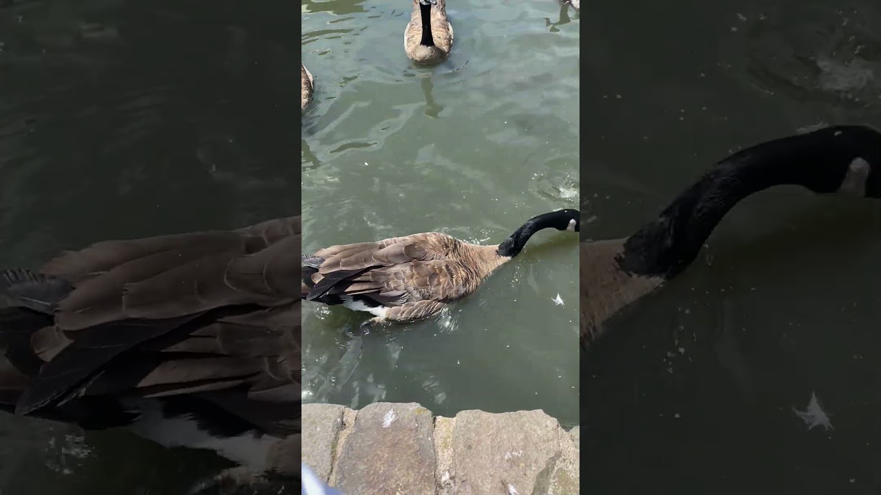 Goose eating Popcorn in Palace Of Fine Arts