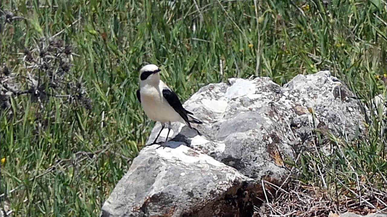 Western Black-eared Wheatear in Spain.