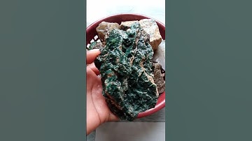 💎Extremely Rare🤷🍃Green Petrified Wood Stone🍂From India🇮🇳Very Hard To Find🤠#shorts #petrifiedwood