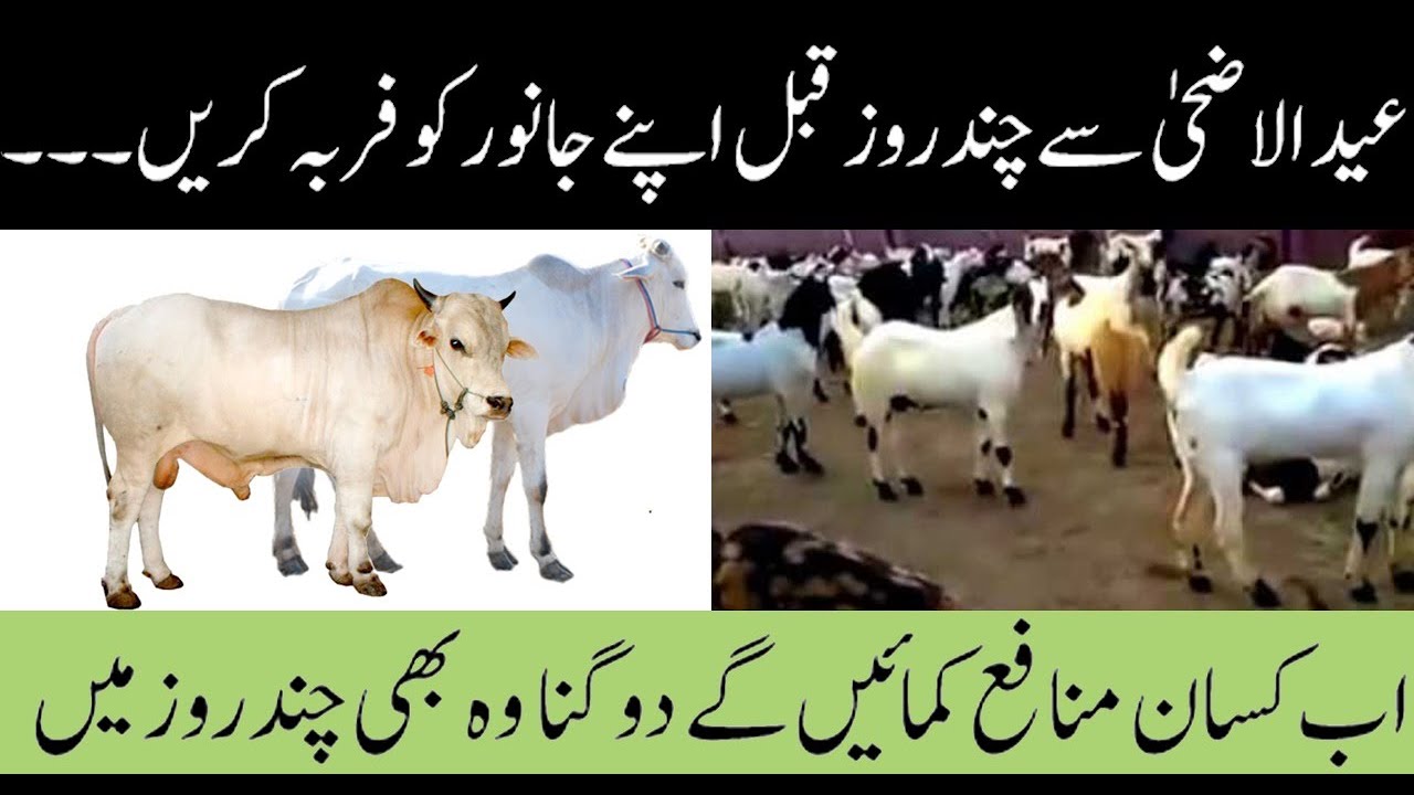 Cattle Fattening Feed Formula Guaranteed Formula قربانی کے