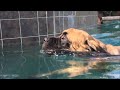Mastiff Swimming in a Pool