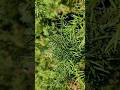 Утонуть в можжевельниках 💚🌿 Можжевельники Петяярви 💚🌿