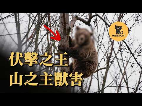 日本史上傷亡最嚴重的熊害？鮮為人知的“山之主”事件