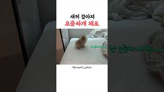 저는 오줌싸개입니다 (새끼 강아지 체포 ㅋㅋㅋ) #새끼강아지 #배변훈련 #cutepuppy #puppytraining
