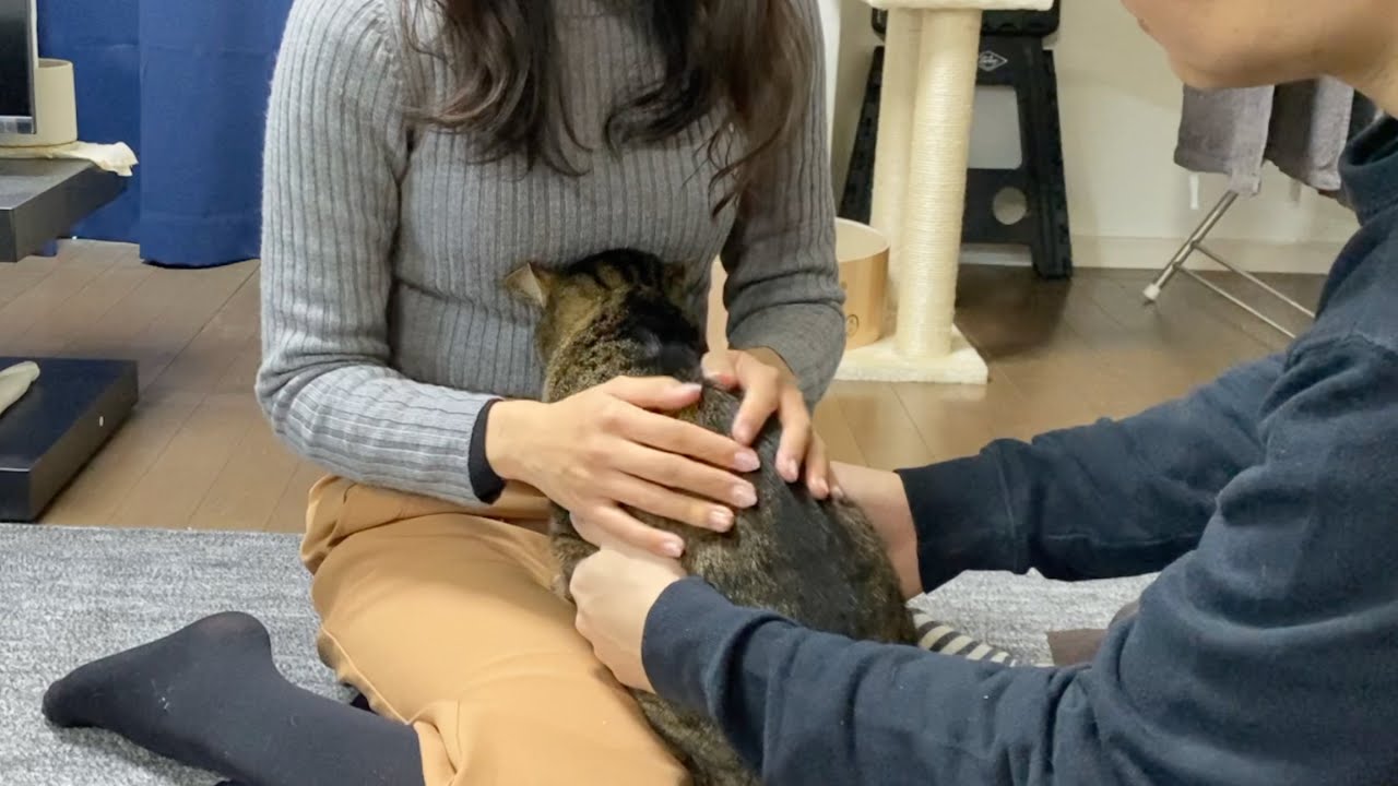 A ferocious cat who is afraid of nail clippers and nuzzles his