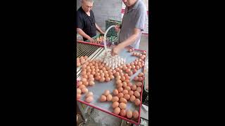✨🔴LIVE～Egg Sorting 🥚 2026-07-30
