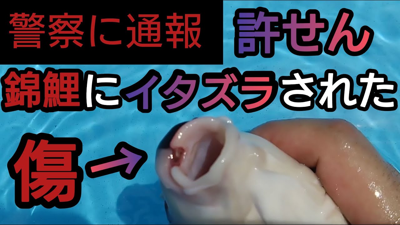 魚　@スピード発送 金魚元気 オートヒーター SH55 | 水中生物用品・水槽用品 通販