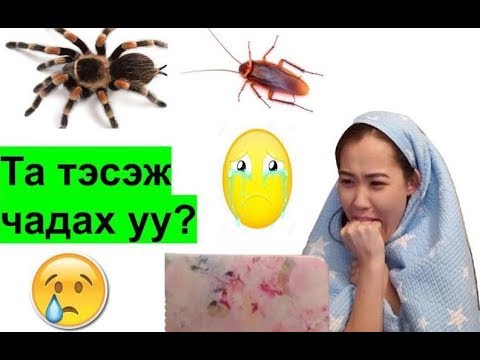 Видео: Сонинг хэрхэн яаж шивэх вэ