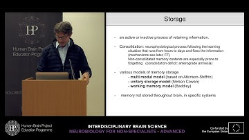 Lecture 3: Nicolas Singewald - Learning and memory: Basic concepts and medical (...)