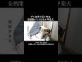 ボスの前だと従順なのにボス以外の家族の言う事は全くきいてくれない甲斐犬 #甲斐犬 #youtubeshorts #犬のいる生活