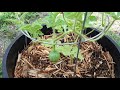 Growing Watermelon Vertically🍃What I add to the soil & feed with when signs of fruit production🍃
