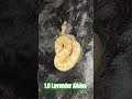 1.0 Lavender Albino #lavender #albino #lavenderalbino #snake #reptiles #breeding #python #pets #male