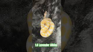 1.0 Lavender Albino #lavender #albino #lavenderalbino #snake #reptiles #breeding #python #pets #male
