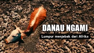 Download Lagu Danau Ngami : Kubangan Lumpur Membuat Terjebak Hewan Dan Nelayan | Berita Fakta Unik MP3