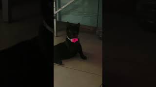 Cat Fascinated By Laser Beam From Its Collar
