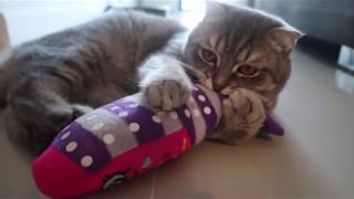 แมวจะเล่นตุ๊กตาปลาที่เราทำมั้ยน๊าาาาาา by MY HOME CATS 222 views 4 years ago 12 minutes, 55 seconds