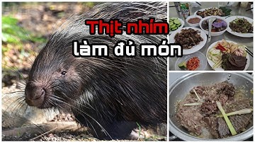Thịt nhím đủ món | Đặc sản miền núi Quảng Bình |
