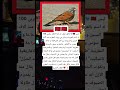 هل تعلم أن هذا الطائر مغربي 100 ليس  اكسبلور سطيف   ترند 