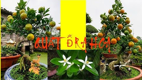Cách Cho Cây Quất Ra Hoa