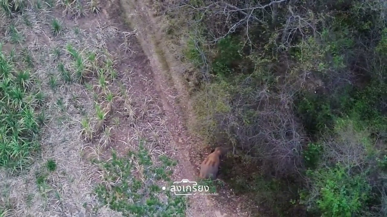 หูพับ #ช้าง #ช้างป่า #funny #elephant  @ลุงเกรียงหมีแบกกล้อง