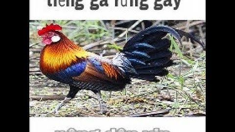 gà rừng gáy - tiếng gà rừng gáy chuẩn không tạp âm