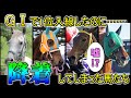 【GⅠで降着!?】不運にも栄誉を逃した馬たち。【GⅠ獲ったった!!……あれ?】