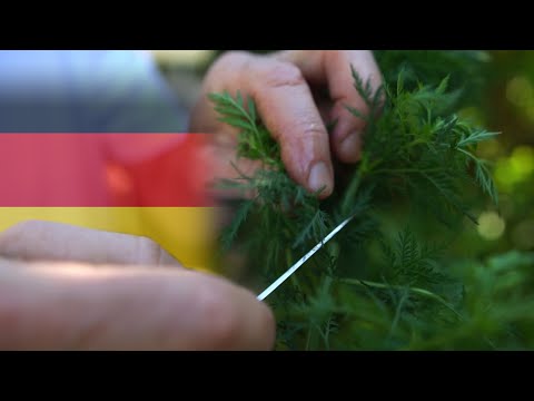 Video: Pflege einer Beifußpflanze – Informationen zum Anbau von Beifußpflanzen