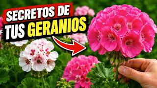 NADIE SABE ESTO de los GERANIOS 🌸 Propiedades (Beneficios REALES) y CUIDADOS de los MALVONES