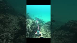 BIG OMILU COMES IN FOR CHUM WHILE SPEARFISHING. #fishing #maui #spearfishing #fish #hawaii