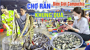 THOT TIM Ở CHỢ RẮN, CHIM CHUỘT CÁ ĐỒNG LỚN NHẤT MIỀN BIÊN GIỚI CAMPUCHIA MÙA NƯỚC NỔI - CHỢ BÀU SẬY