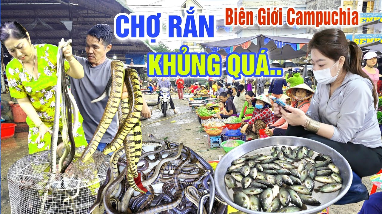 THOT TIM Ở CHỢ RẮN, CHIM CHUỘT CÁ ĐỒNG LỚN NHẤT MIỀN BIÊN GIỚI CAMPUCHIA MÙA NƯỚC NỔI - CHỢ BÀU SẬY