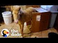 Baby Horse Grows Up In A House  | The Dodo
